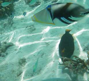 Schnorcheln/Lagunenseite