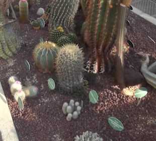 Real Jardín Botánico de Madrid