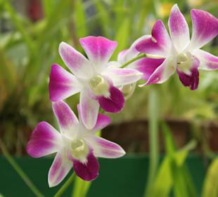 Коллекция орхидей