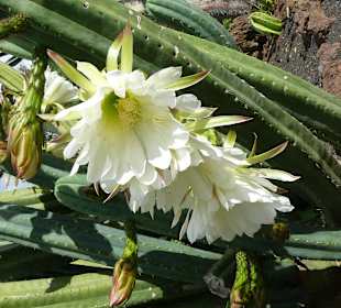 Botanischer Garten Funchal