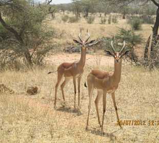Gerenuk antelope in tsavo east kenya