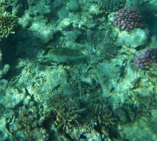 Hausriff Arabia Azur