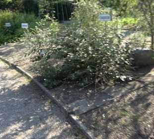 Botanischer Garten München