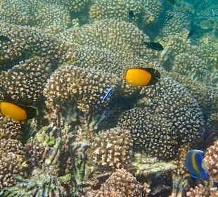 Unterwasserwelt Musandam