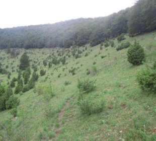 Typischer Wacholderheidehang