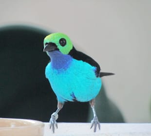 Vögel  gibt es auch im Schmetterlingshaus 