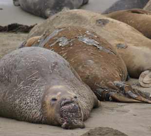 See-Elefanten Kolonie