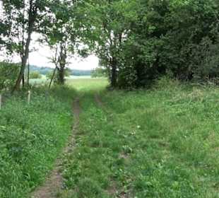 Wanderweg - Alter Steinbruch Pfaffenberg Runde