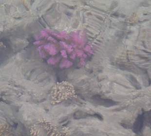 Meerestiere - Korallen