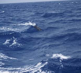 Schnorcheln mit delfinen im Hausriff -Marsa Alam 