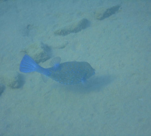Schnorchelspaß direkt am Hotel - Kugelfisch