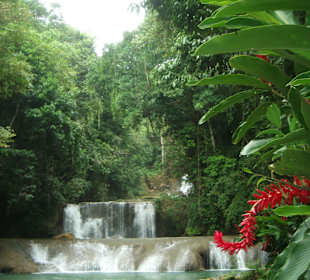 YS Falls und Ingwerblüte