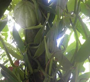 Vanillepflanze klettert auf dem Kakaobaum