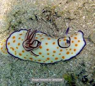 Nudibranch