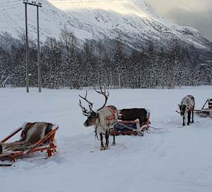 Die Rentiere warten auf die Gäste