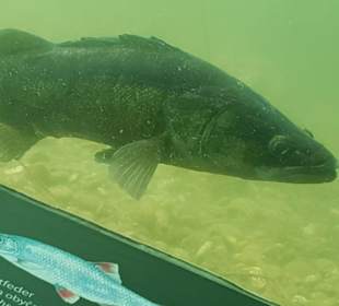 In der Unterwasserbeobachtungsstation