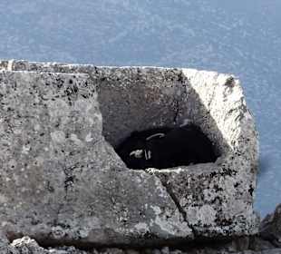 Ariassos 