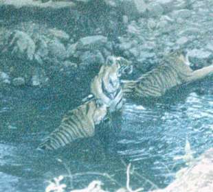 Badespass für Tiger