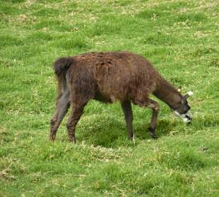 Natürlicher Rasenmäher