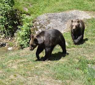 Bären im Nationalpark Neuschönau
