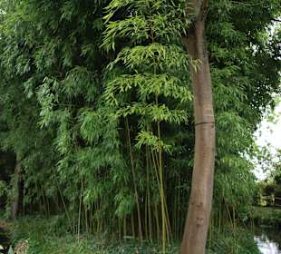 Drzewa w ogrodzie Moneta