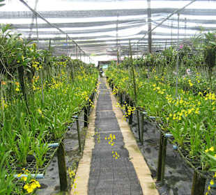 Auf der Orchideenfarm