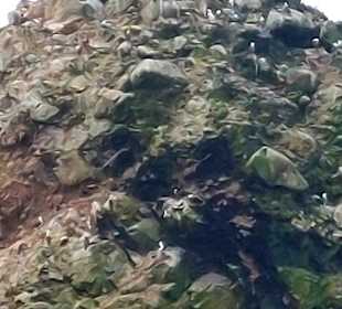 Ausflug Ballestas Inseln