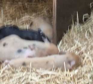 Kleine Schweinchen