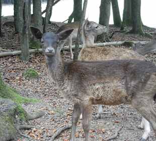 Augenkontakt im Wildpark