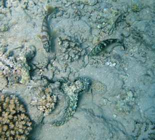 Fish hunt an octopus