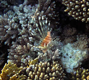 Подводный мир