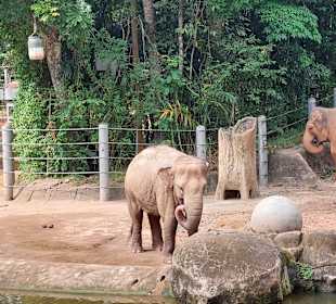Singapur Zoo