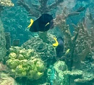 Glasbodenboot Tour Hurghada