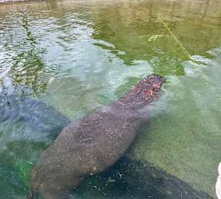 Wildlands Zoo in Emmen 