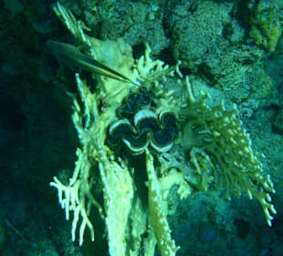 Riesenmuschel in der Koralle