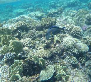 Unterwasserwelt Bootstour Utopia