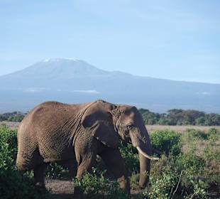Amboseli