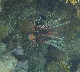 Strahlenfeuerfisch
