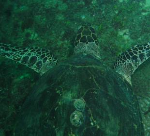 Schildkröte