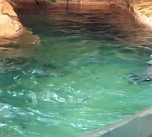 Singapur Zoo