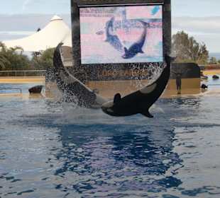 Orca Show