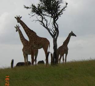 Giraffenguppe