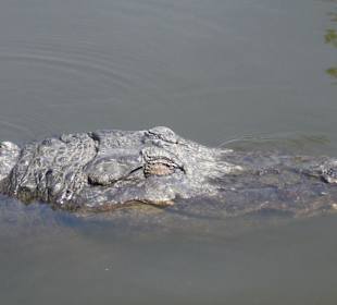 Alligator in Gatorland