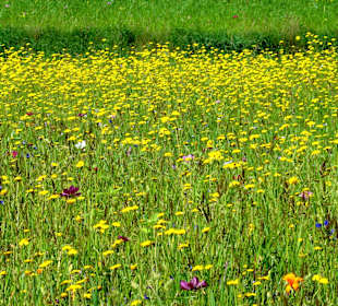 Naturwiesen im Dorfgarten