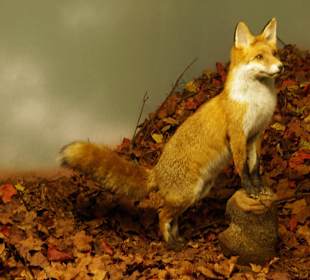 Vogel-und Jagdtierkunde