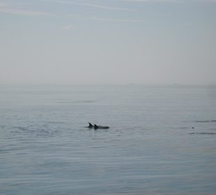 Da waren es noch wenige von den Tümmlern