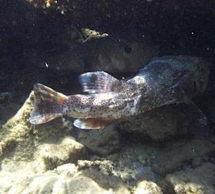 Unterwasserwelt am Sensimar Makadi Hotel