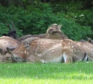 Eindrücke aus dem Tiergarten Hannover