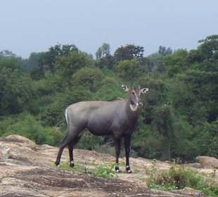 Idylle im Bannerghata National Park