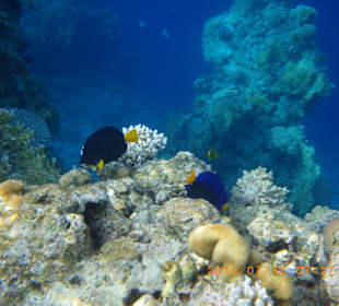 Blauer Segelflossendoktor
